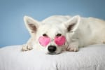 Krypto powraca. Film, animacje i fala adopcji